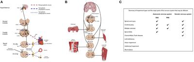 Physiological Considerations to Support Podium Performance in Para-Athletes